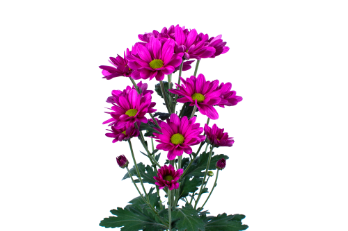 Dear Daisy Dark Pink