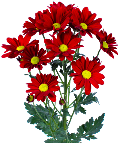 Dear Daisy Red