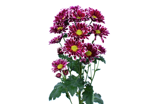 Dear Daisy Two Tone (Dark)