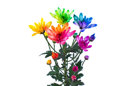 Rainbow Candy Mum