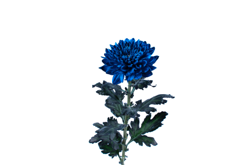 Rainbow Disbud Covalt