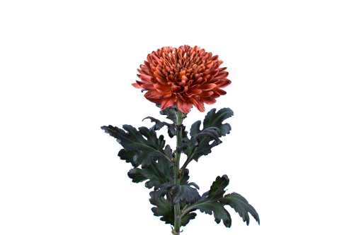 Rainbow Disbud Mocha