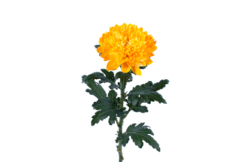 Rainbow Disbud Orange