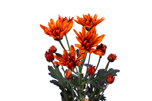 Rainbow Spray Apricot