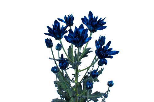 Rainbow Spray Covalt