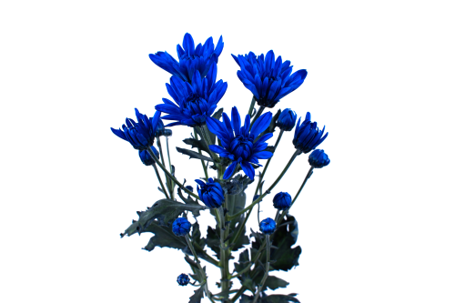 Rainbow Spray Royal Blue